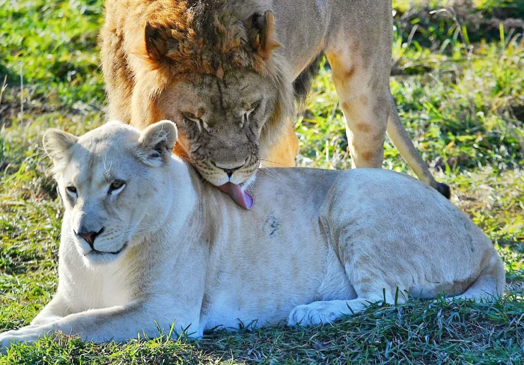 Парк львов «Белый лев»
